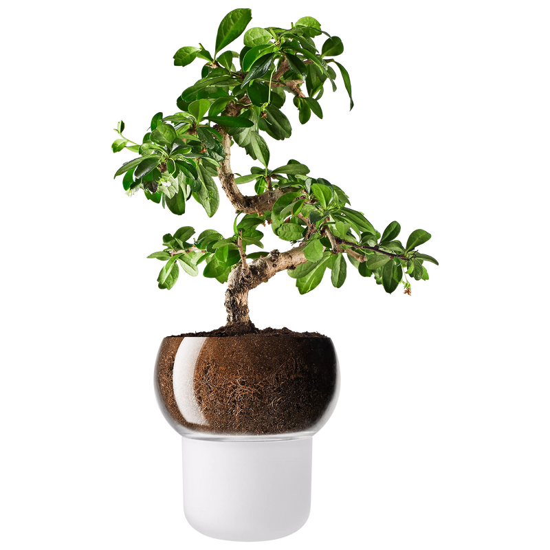 Eva Solo self-watering pot frosted (British brand)