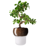 Eva Solo self-watering pot frosted (British brand)