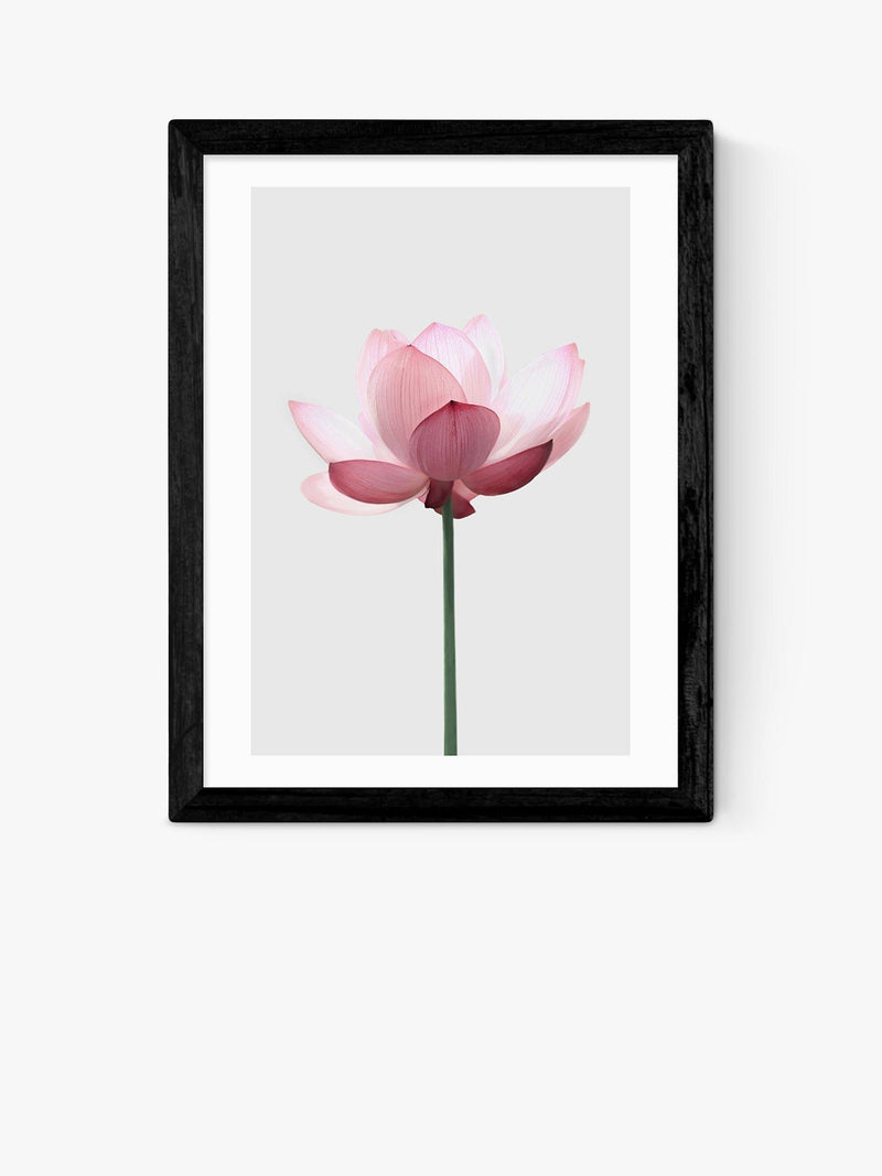 East End Prints lotus framed print 25x30cm - British product