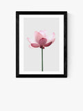 East End Prints lotus framed print 25x30cm - British product