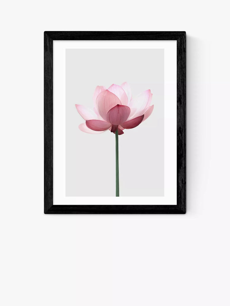 East End Prints lotus framed print 25x30cm - British product