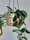 Nkuku Atsu hanging brass planter 9cm x 11cm, imported from the UK