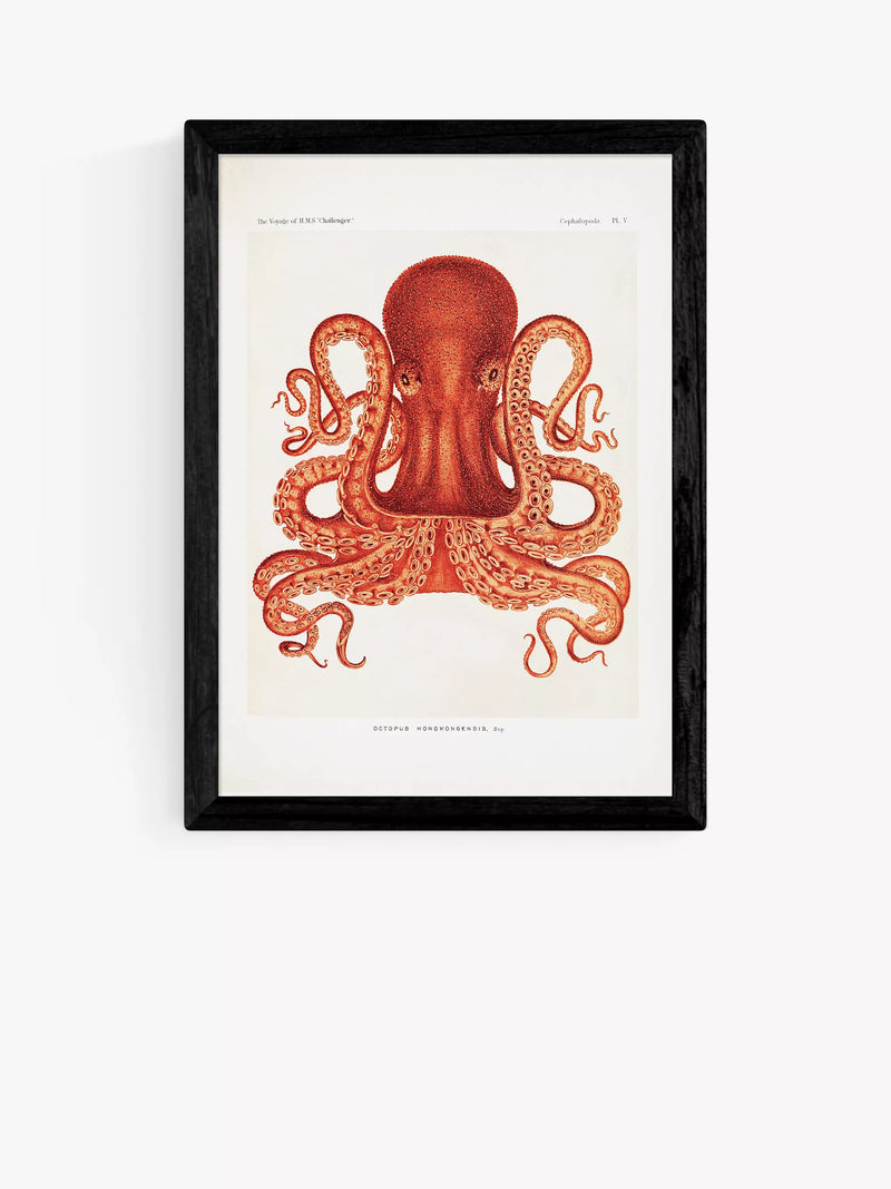 EAST END PRINTS Natural History Museum 'Octopus' Framed Print - Oak Frame A3
