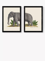 John Lewis EAST END PRINTS Natural History Museum Elephant Framed Print Set of 2 (A2)- Buy online at McGrocer