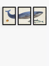 John Lewis EAST END PRINTS Natural History Museum Whale Framed Art Print Set of 3- Buy online at McGrocer