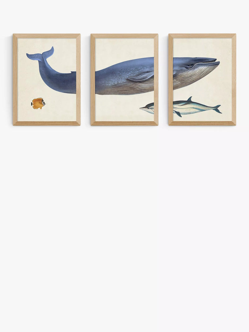 EAST END PRINTS Natural History Museum Hval innrammet kunsttrykk sett med 3