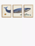 EAST END PRINTS Natural History Museum Hval innrammet kunsttrykk sett med 3