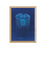 John Lewis EAST END PRINTS Natural History Museum Jellyfish Framed Print- Buy online at McGrocer