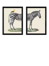 John Lewis East End Prints Natural History Museum Zebra & Bird Framed Print Set of 2, 45.4x33.1x2.2cm- Buy online at McGrocer
