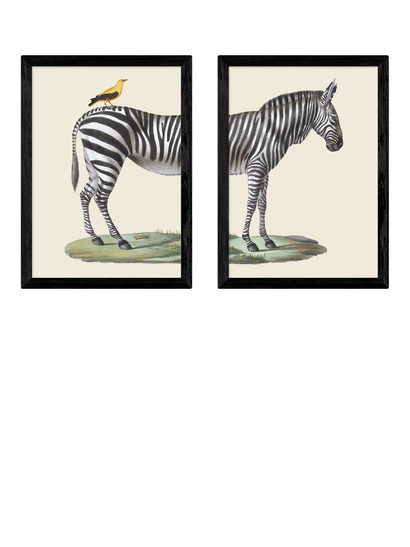 EAST END PRINTS framed print set zebra bird 45.4x33.1cm, UK version