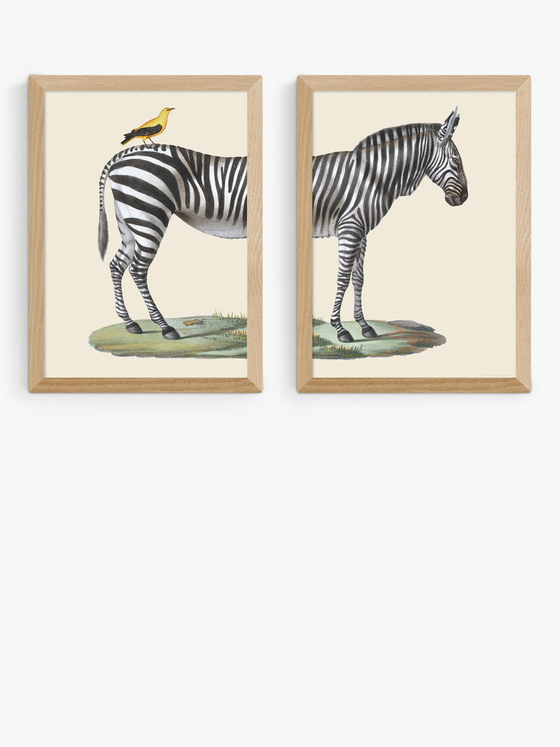 EAST END PRINTS framed print set zebra bird 45.4x33.1cm, UK version