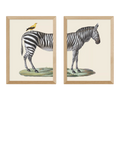 East End Prints Natural History Museum Zebra & Bird Framed Print Set of 2, 45.4x33.1x2.2cm