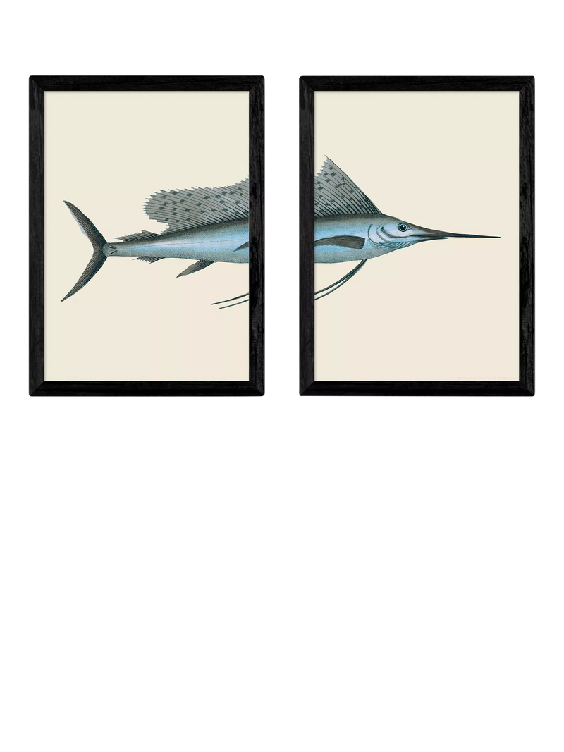 East End Prints Natural History Museum Swordfish Framed Print Set of 2