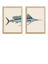 John Lewis East End Prints Natural History Museum Swordfish Framed Print Set of 2- Buy online at McGrocer