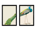 East End Prints Natural History Museum Peacock Framed Print Set of 2 Medium