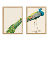 John Lewis East End Prints Natural History Museum Peacock Framed Print Set of 2 Medium- Buy online at McGrocer