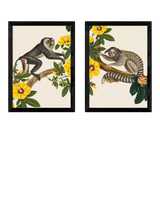 John Lewis EAST END PRINTS Natural History Museum 'Monkeys' Framed Print Set of 2- Buy online at McGrocer