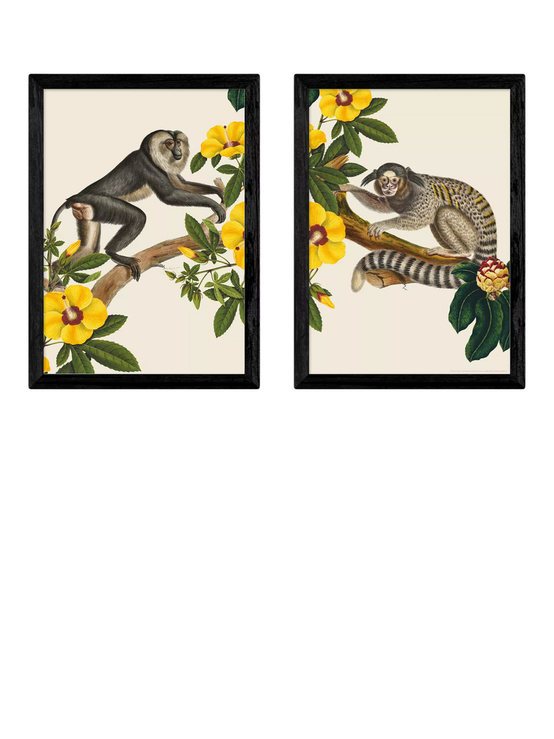Ensemble d'impressions encadrées EAST END PRINTS de singes 62,8 x 45,4 cm (marque britannique)