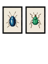John Lewis EAST END PRINTS Natural History Museum Beetles Framed Print, Set of 2, 62.8 x 45.4 x 2.2 cm- Buy online at McGrocer