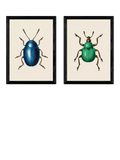 EAST END PRINTS beetle framed art print set of 2 62.8x45.4cm - British product