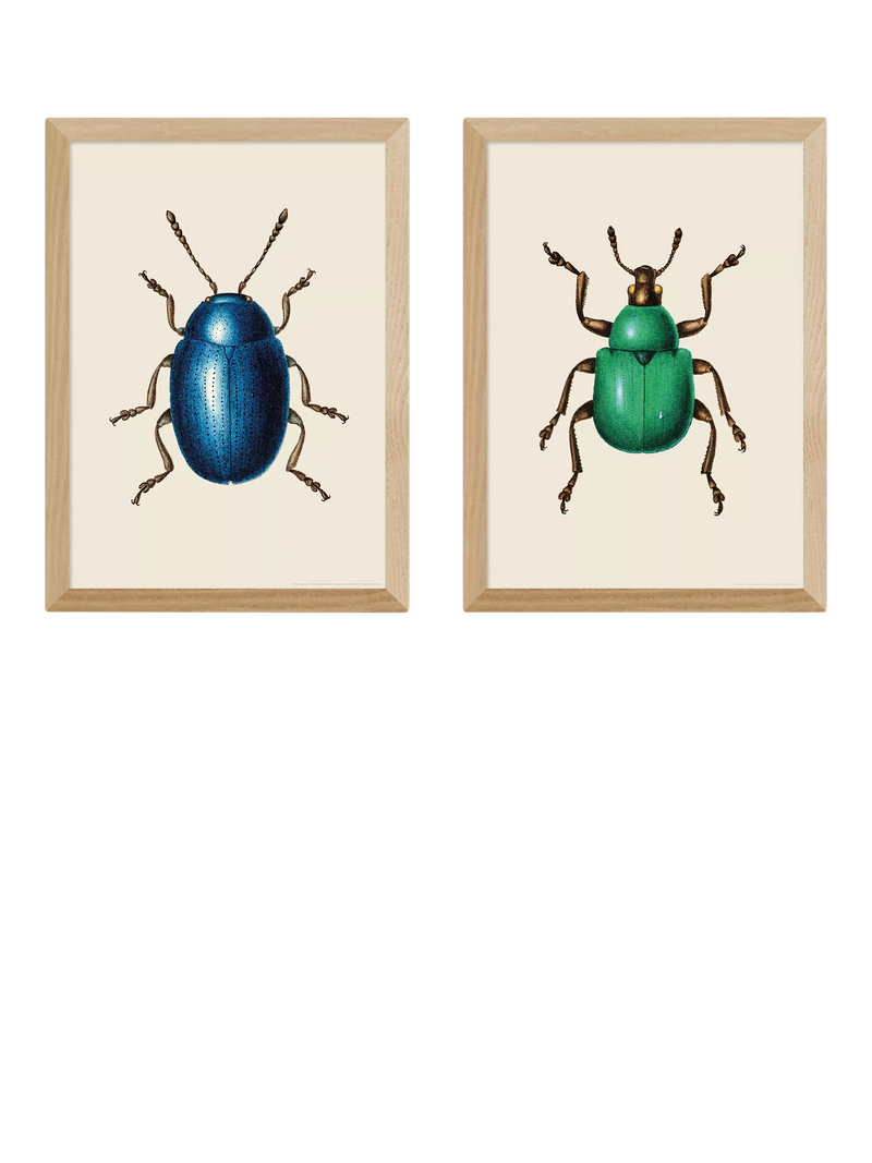 EAST END PRINTS Natural History Museum Beetles Framed Print, Set of 2, 62.8 x 45.4 x 2.2 cm