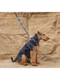 Pampeano Azules leather dog collar blue (British brand)