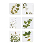 Summerill & Bishop Tisane Herb Garden linen napkins set of 6 50cm x 50cm (British brand)