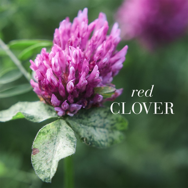 New Nordic red clover gummies 60 - British product