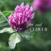 New Nordic red clover gummies 60 - British product