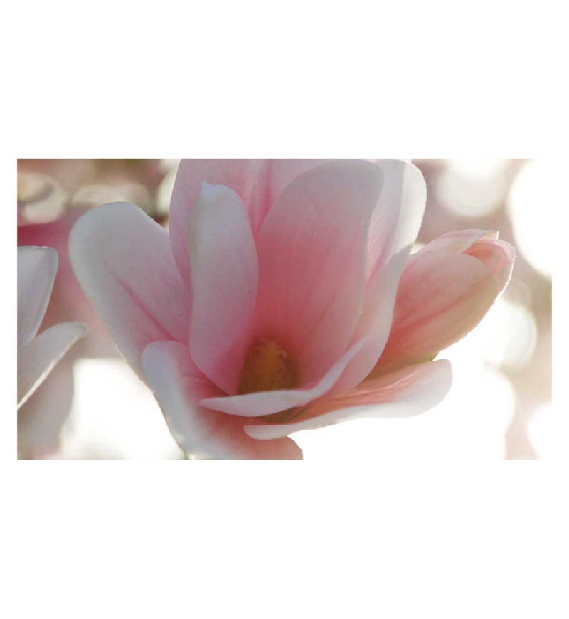 Estée Lauder Beautiful Magnolia Eau de Parfum 100ml, UK version