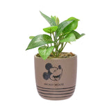 Disney Mickey Planter with Artificial Succulent - British product