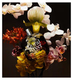 Floral Street Wild Vanilla Orchid eau de parfum 50ml - British product