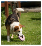 Petface Iced Ring Biscuit latex dog toy - British product