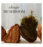 New Nordic Chaga mushroom supplement 30 tablets, imported from the UK