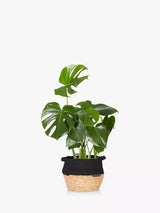 Plante d'intérieur Little Botanical Monstera Big Belly Basket avec panier H60 x L36 x P35 cm