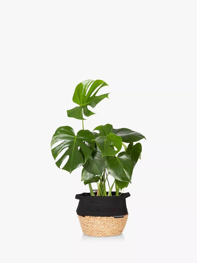 The Little Botanical Monstera Big Belly Basket Innendørs Plante med Kurv H60 x B36 x D35 cm