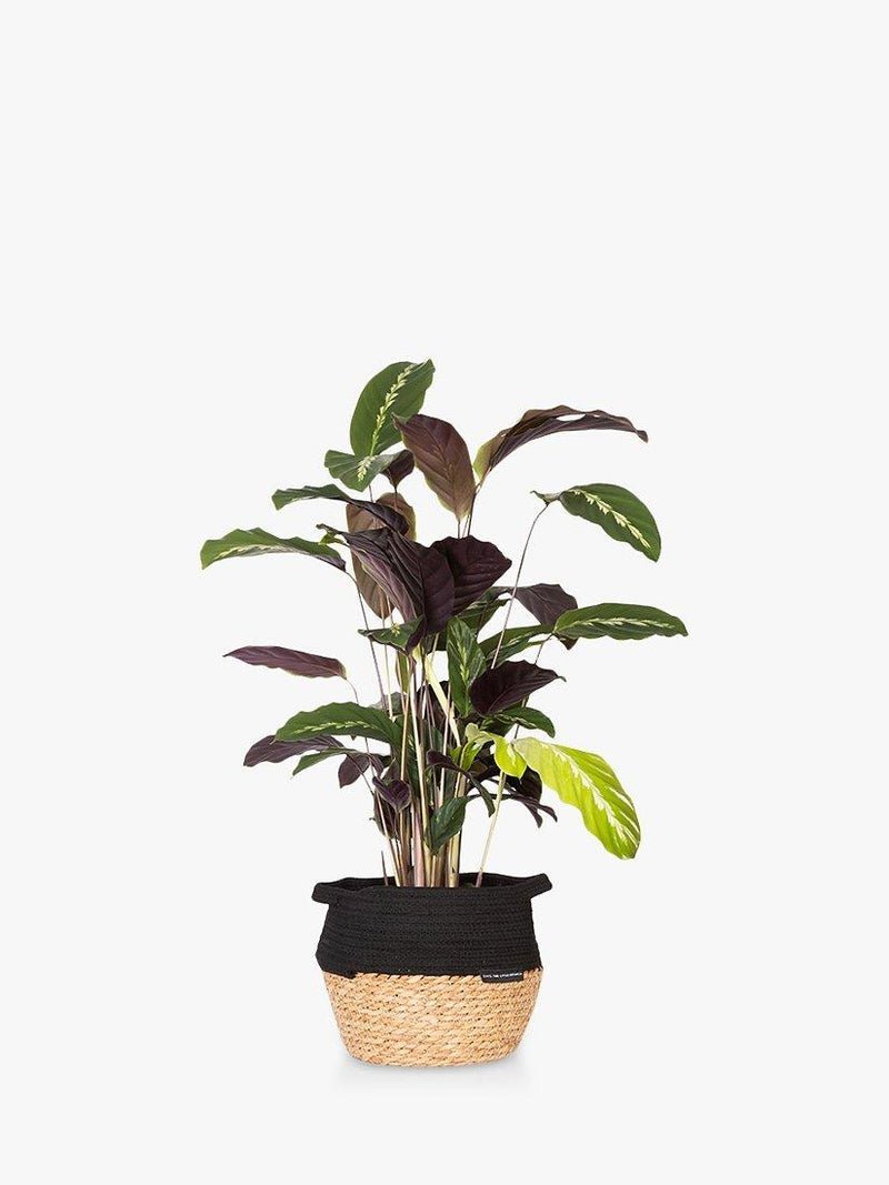 Calathea houseplant with belly basket by The Little Botanical (British brand)