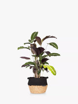 John Lewis Calathea Houseplant with Belly Basket for Indoor Decor- Buy online at McGrocer