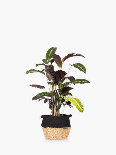 John Lewis Calathea Houseplant with Belly Basket for Indoor Decor- Buy online at McGrocer
