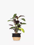 Calathea houseplant with belly basket by The Little Botanical (British brand)