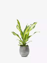 Dracaena miniature botanique en grand pot gris, plante d'intérieur