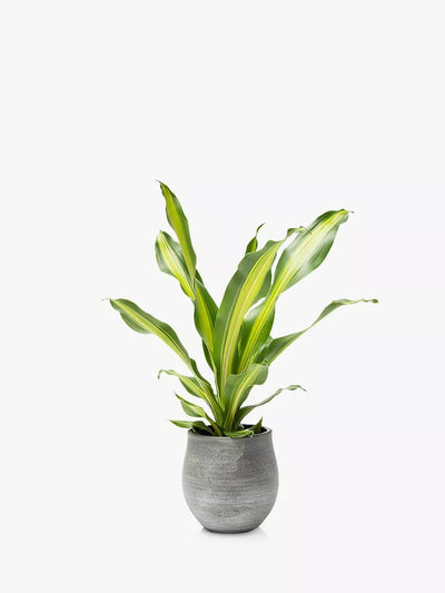 The Little Botanical Dracaena Stor grå potte Innendørs plante