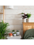 Little Botanical New Home Plant Bundle indoor plants 50x18x17cm (British brand)