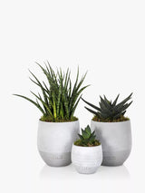 Das kleine botanische Schreibtisch-Set „Plant Gang“ mit Sukkulenten, H 50 x B 18 x T 17 cm