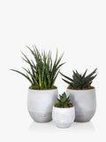 The Little Botanical succulent plant set with Aloe, Sanseveria, and Haworthia in ceramic pots H50xW18xD17 cm (British brand)