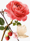 Goutal Rose Pompon Eau de Parfum 50ml - British product