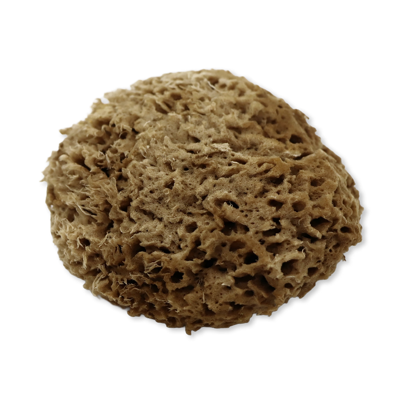 SpongeBox natural sea sponge Soft Serenity 5-5.5 inches - British product