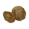SpongeBox natural sea sponge Soft Serenity 5-5.5 inches - British product