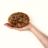 SpongeBox natural sea sponge Soft Serenity 5-5.5 inches - British product