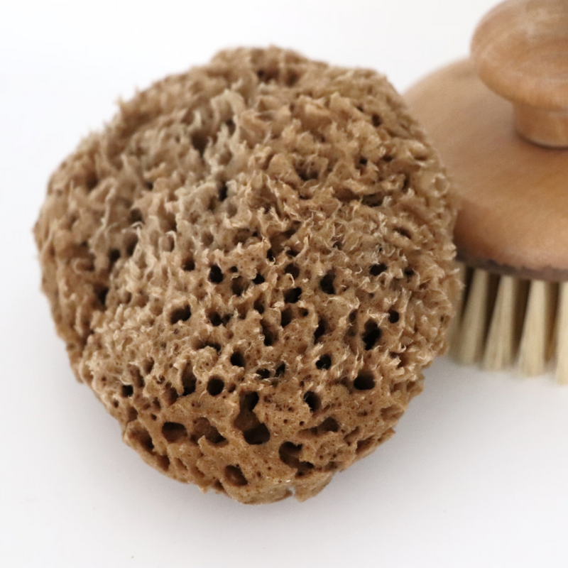SpongeBox natural sea sponge Soft Serenity 5-5.5 inches - British product